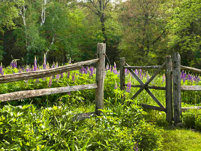 campo de flores con una valla